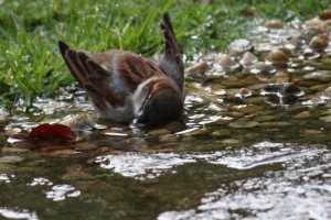 Gorrión bañándose en el agua caída de un chaparrón / Aceytuno