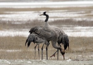 Grullas (Grus grus) / Javier Mañas