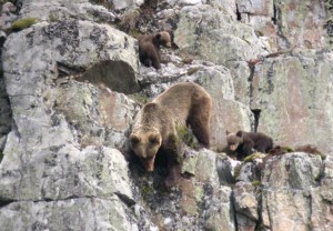 Hembra de oso pardo cantábrico con dos crías / Fundación Oso Pardo (FOP)