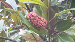 Semillas rojas en la piña del magnolio / Aceytuno