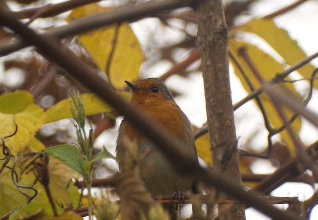 Canto al invierno