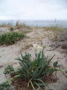 Azucena de las dunas o cebolla de las gaviotas florecida/ Aceytuno