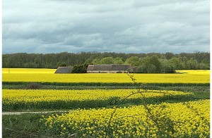 Campos de colza en Normandía / Aceytuno