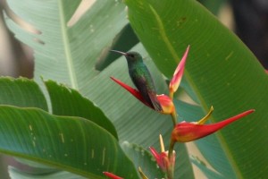 Colibrí en Panamá / Aceytuno