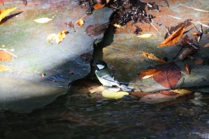  Carbonero común entre las primeras hojas de otoño –Parus major-Great Tit- Mésange Charbonnière – Kohlmeise – en Madrid (Noviembre, 2012) / Aceytuno