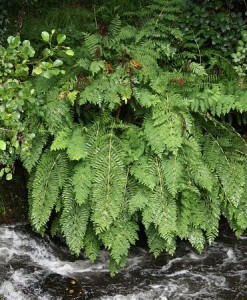 Helecho real (Osmunda regalis) junto al río Mendo en el sotobosque de abedules y ameneiros / Aceytuno