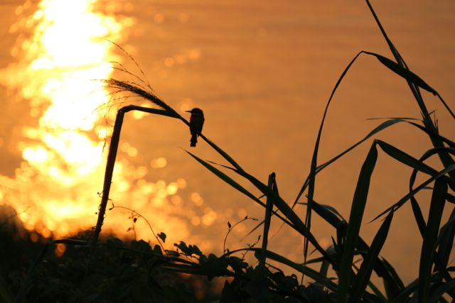 Atardecer en el río Congo