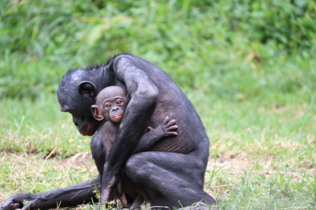 Bonobos