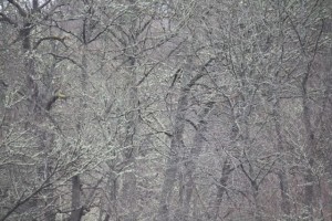 Bosque verde sin hojas por los líquenes / Aceytuno