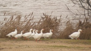 Ocas domésticas en la orilla del río Duero / Aceytuno