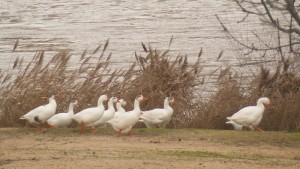 Ocas domésticas en la orilla del río Duero / Aceytuno