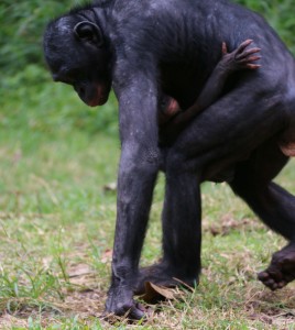Andando bonobo y bebé
