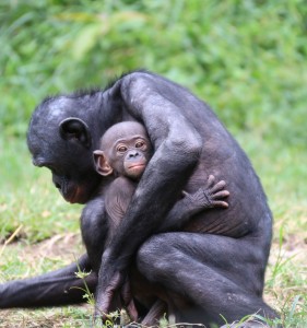 Bonobo bebé brazos