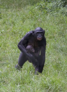 Bonobo madre andando