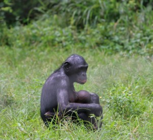 Bonobo madre brazos
