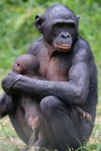 Bonobo mirada madre