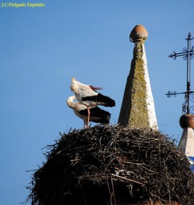 Cigüeñas en el campanario de Fregenal de la Sierra / Juan Carlos Delgado Expósito