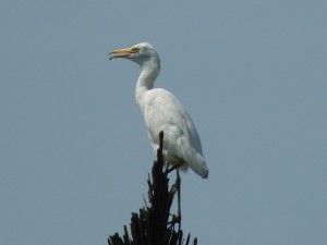 Ave africana, quizás Garceta Grande (Ardea alba) en lo alto de una palmera / Autor: Paco