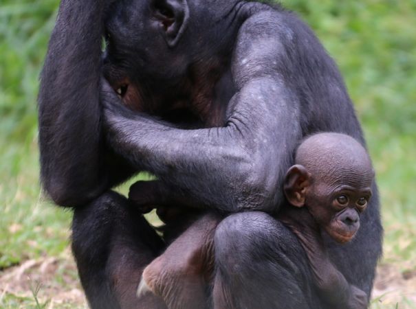 Bonobos