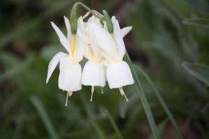Narciso silvestre / Aceytuno