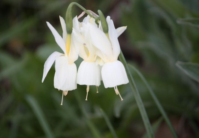 Narcisos