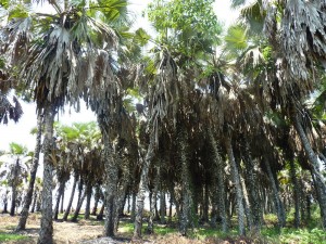 Palmeras de la familia Arecaceae / Autor: Paco