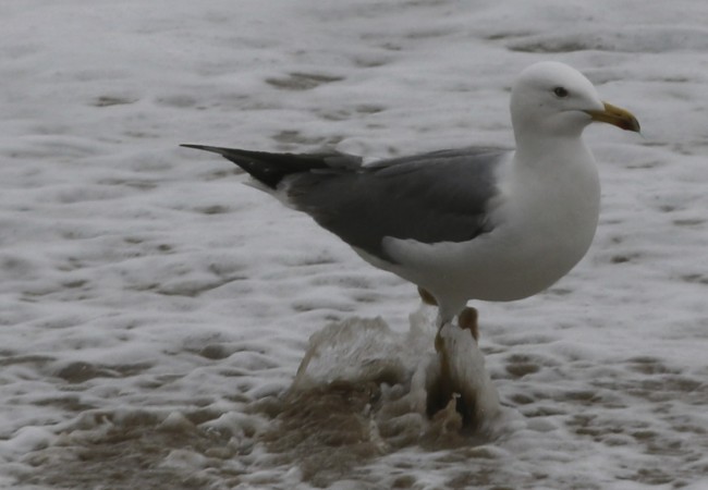 Gaviotas