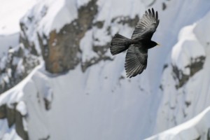 Brillo del plumaje de la Chova Piquigualda (Pyrrhocorax graculus) sobre los riscos / Aceytuno