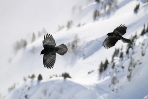 Pareja de chovas piquigualdas (Pyrrhocorax graculus) en los Alpes / Aceytuno