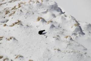 Chova entre las marcas de las patas y el pico que deja sobre la nieve blanda / Aceytuno