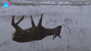 Corza en la nieve mirándose en el espejo del agua /  AQUAE TV