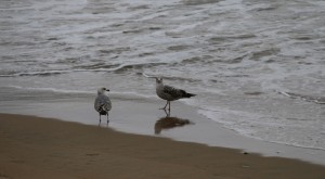 Dos gaviotas