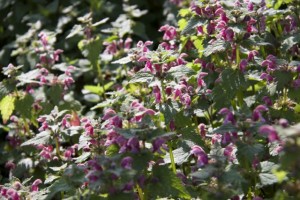 Ortiga muerta o hedionda / Lamium maculatum