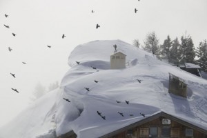 Chovas en bandada buscando alimento alrededor de las cabañas de la alta montaña/  Los Alpes / Aceytuno