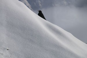 Chova piquigualda posada en la nieve / Los Alpes / Aceytuno