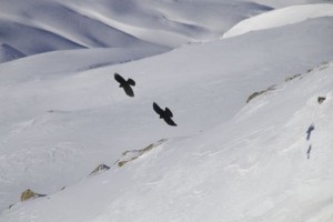 Pareja de chovas piquigualdas y sus sombras sobre la nieve / Aceytuno