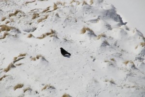 Chova piquigualda posada entre las huellas del pico y las patas de las chovas en la nieve / Aceytuno