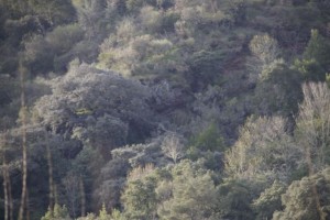 Alcornocal sobre el Lor / Aceytuno