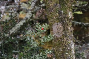 Ruscus aculetatus, fruto rojo / Aceytuno