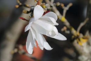 Magnolia stellata / Aceytuno / En las ramas se abren como estrellas