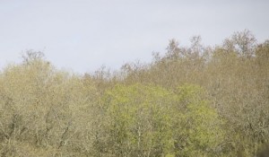 El bosque alrededor con su nube verde de yemas abiertas / Aceytuno