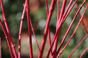 Varas del arce Arce palmatum, de una variedad japonesa, casi más bonito sin hojas, para que se vean los tallos rojos como cerezas / Aceytuno