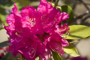 Rododendro como los que había en la casa de la cascada de F.Lloyd W./ AceytunoAceytuno