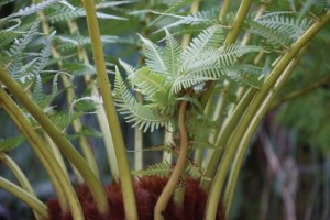 Brote de helecho  arborescente  que parece traído de otra Era del tiempo/ Aceytuno