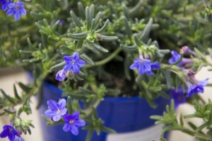 Lithodora difusa / Carrasquilla azul / aquí en maceta pero que he visto tanto por los caminos, silvestre, sobre todo entre las piedras de los terraplenes, como si buscara su calor al sol y para crecer el abrigo de una pared de piedra Aceytuno