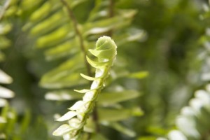 Nephrolepsis cordata / Helecho espada / Esa manera en la que se despliega como un cayado, como una espiral que se abre igual que una serpentina.