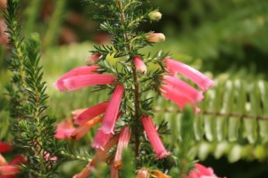 Erica hiemalis / Aceytuno / Esos brezos que salen, rojos, fucsias, rosas, en los montes  tras los incendios / Aceytuno