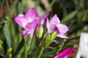 Fresias / Aceytuno / Las tengo en mi casa, al lado de la cocina, plantadas hace más de veinte años, y no dejan de salir cada primavera / Aceytuno/ Esa constancia de las flores, aunque cada año sean otras, como en una carrera de relevos, me asombra.