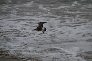 Pollo de gaviota en vuelo / Aceytuno