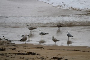 Gaviotas en la playa bajo la lluvia / Aceytuno